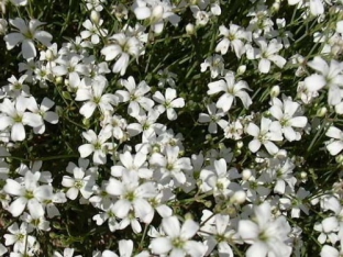 Gypsophila repens